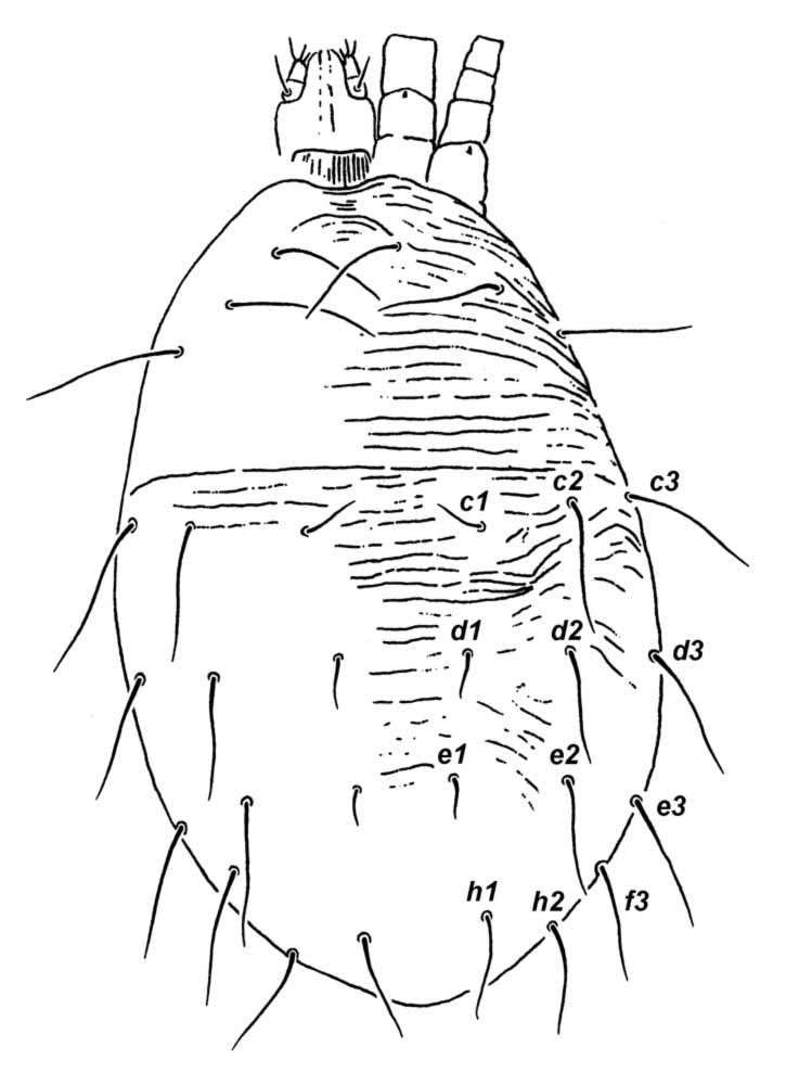            Fig. 1.   Raoiellana allium  female dorsum   (after Baker amp; Tuttle 1972).   
