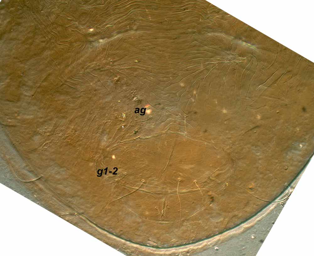            Fig. 3.   Raoiellana allium  female ventral   opisthosoma;  ps1  obscured.   