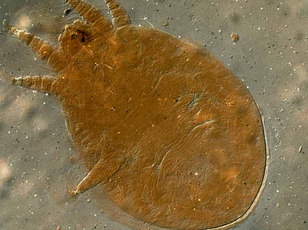            Fig. 2.   Raoiellana allium  female   dorsum.   