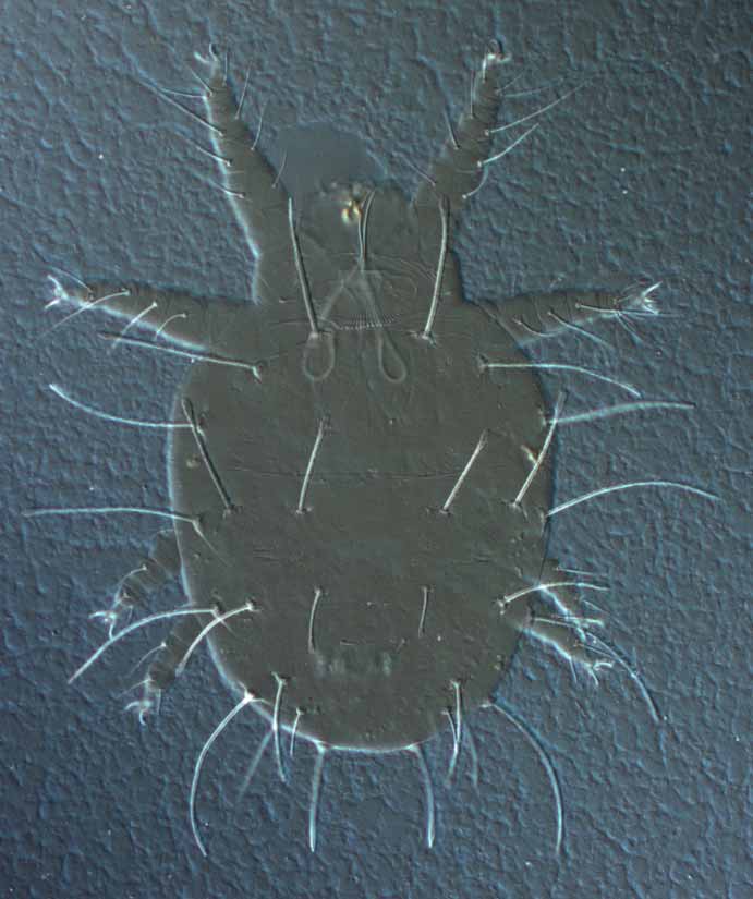            Fig. 3.   Raoiella indica  female dorsum (=  Rarosiella   cocosae  paratype, The Philippines).   