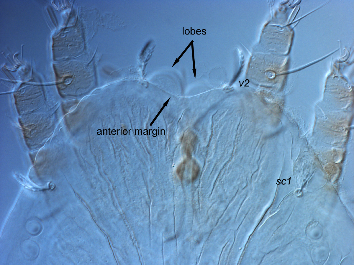            Fig. 6.  Tegopalpus conicus , adult female prodorsum, with broadly   triangular lobes below the anterior margin of prodorsum.   