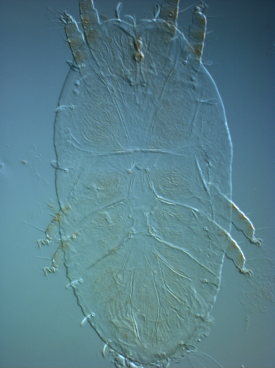            Fig. 1.  Tegopalpus conicus , adult female dorsum.   