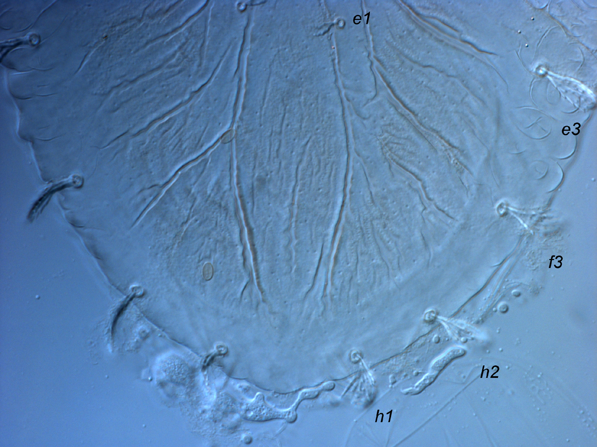            Fig. 5.  Tegopalpus conicus , adult female posterior   dorsum.   