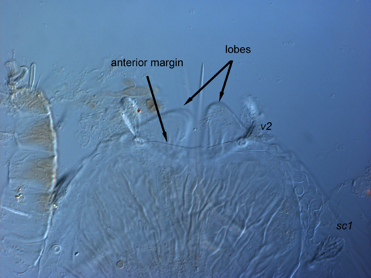            Fig. 6.  Tegopalpus conicus , adult female prodorsum, with broadly   triangular lobes below the anterior margin of prodorsum.   