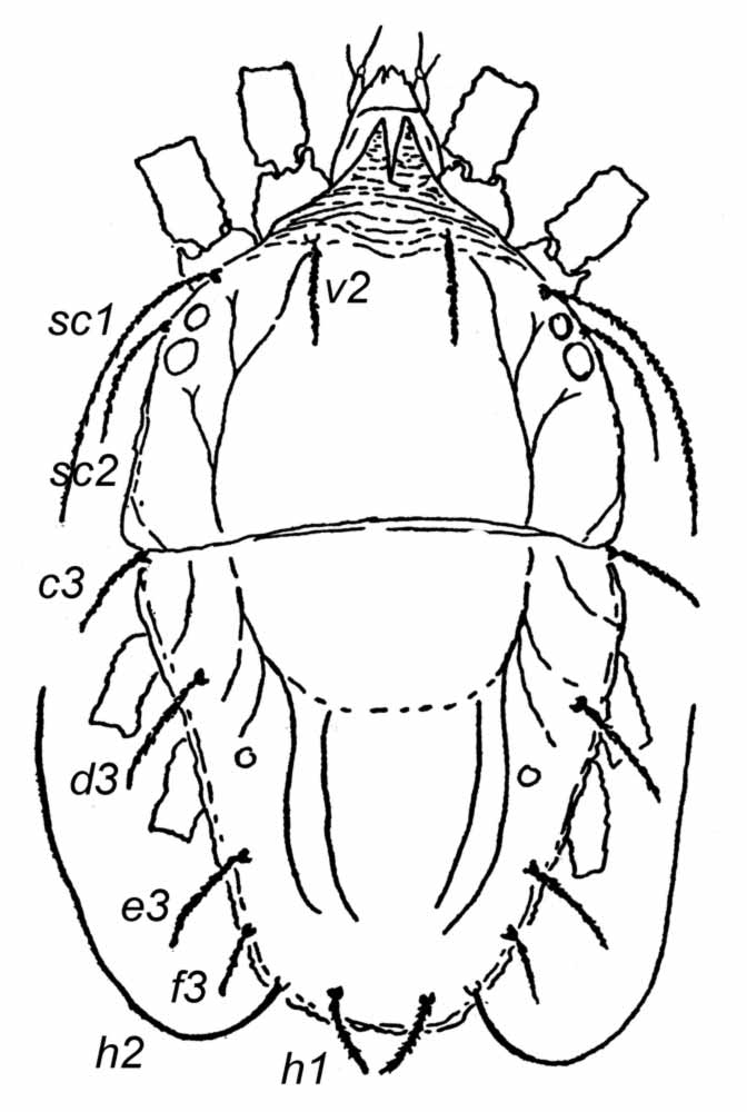            Fig. 1.   Tenuilichus malvae  female dorsum   (after Mohanasundaram 1988).   