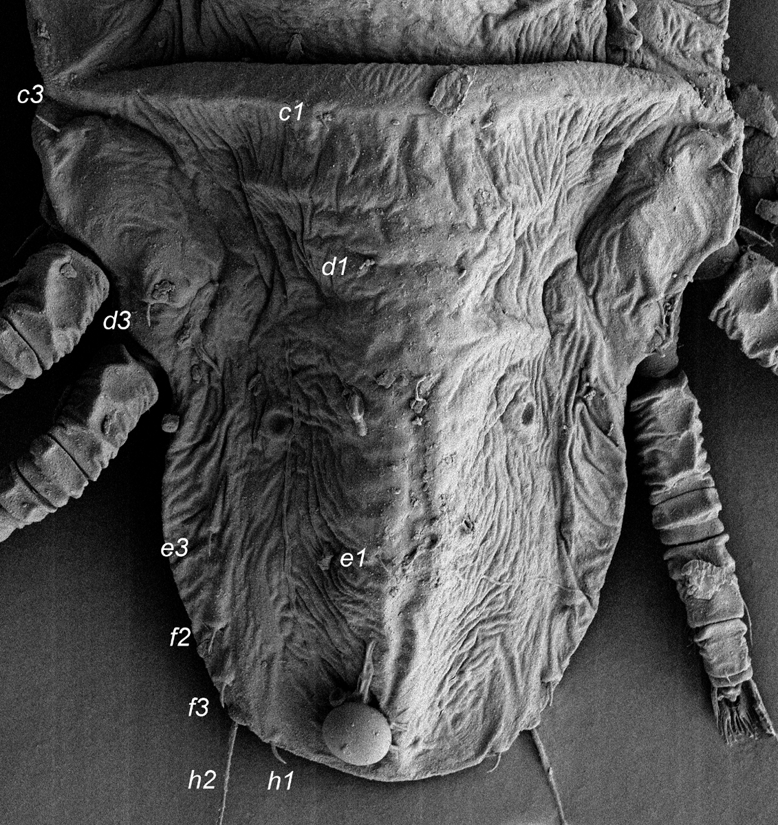  Fig. 3.  Tenuipalpus  sp. nov. nr  crassulus  female dorsal   opisthosoma (Image: Gary R. Bauchan, USDA-ECMU).