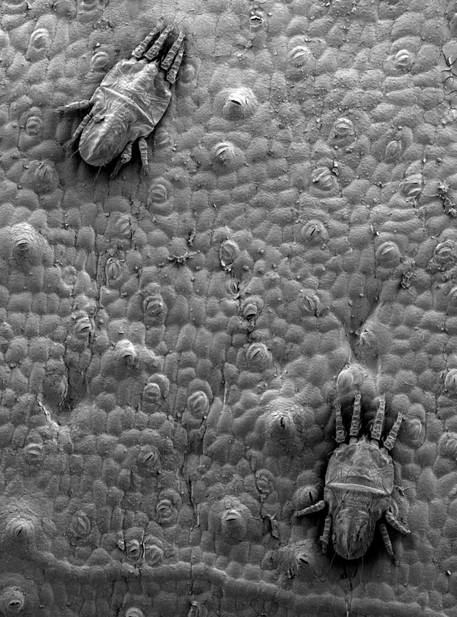  Fig. 4.  Tenuipalpus  sp. nov. nr  crassulus  females on host   (Image: Gary R. Bauchan, USDA-ECMU). 