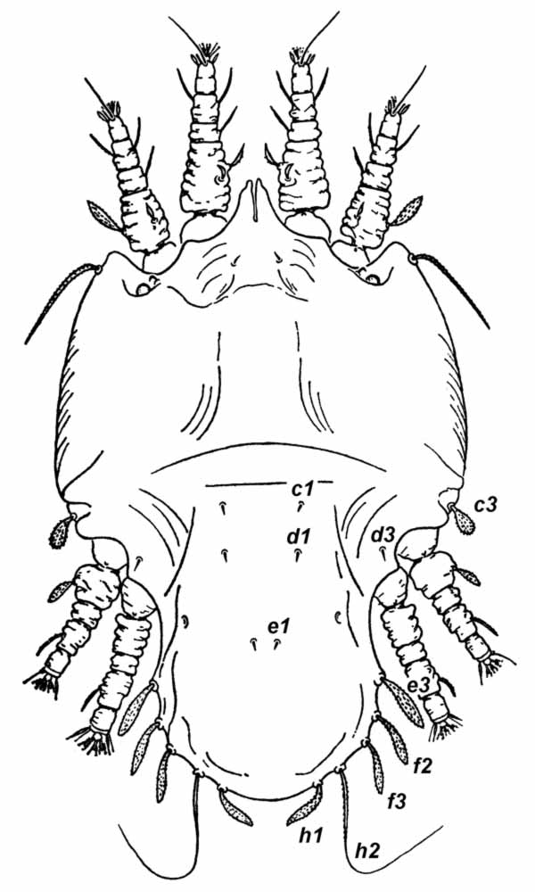            Fig. 1.   Tenuipalpus bucidus  female dorsum   (after Pritchard amp; Baker 1958).   