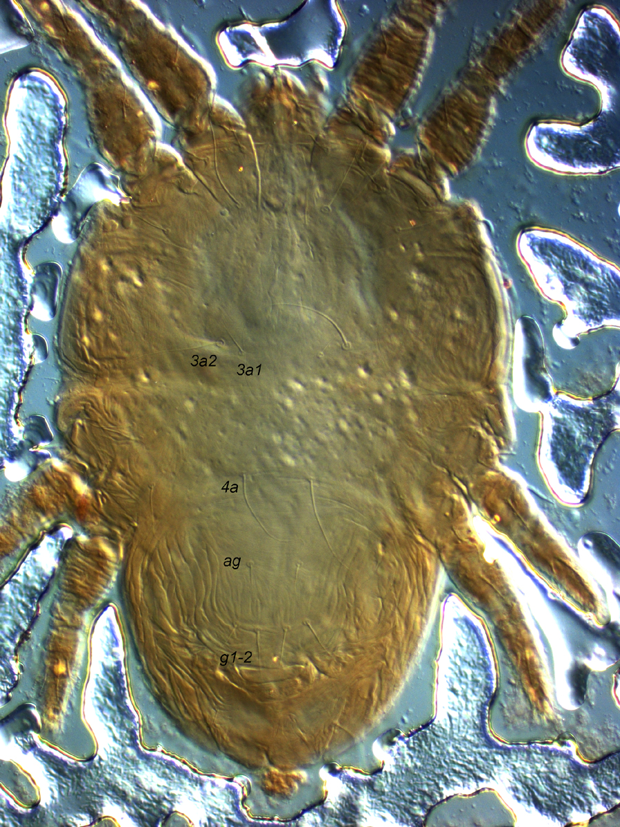 Fig. 4.  Tenuipalpus crassulus  female venter (paratype).
