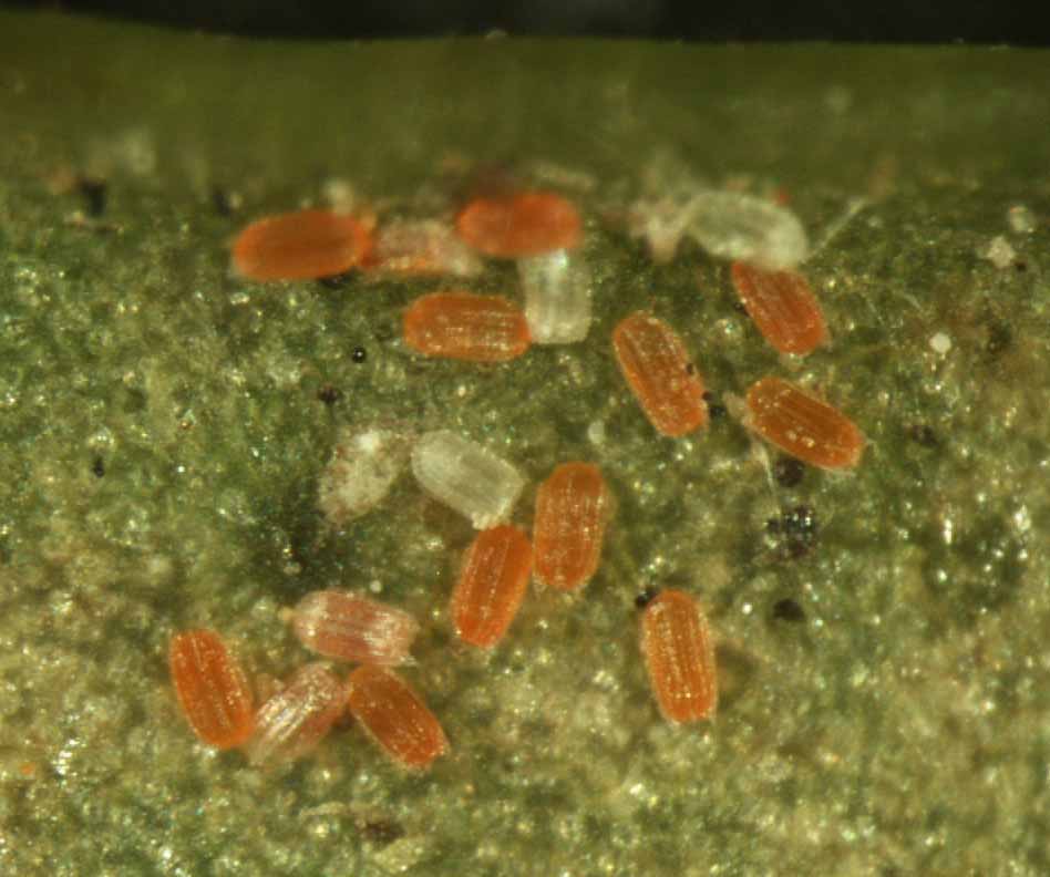            Fig. 11.   Tenuipalpus  sp. live   eggs.   