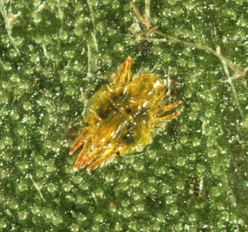            Fig. 8.   Tenuipalpus  sp. female   live.   