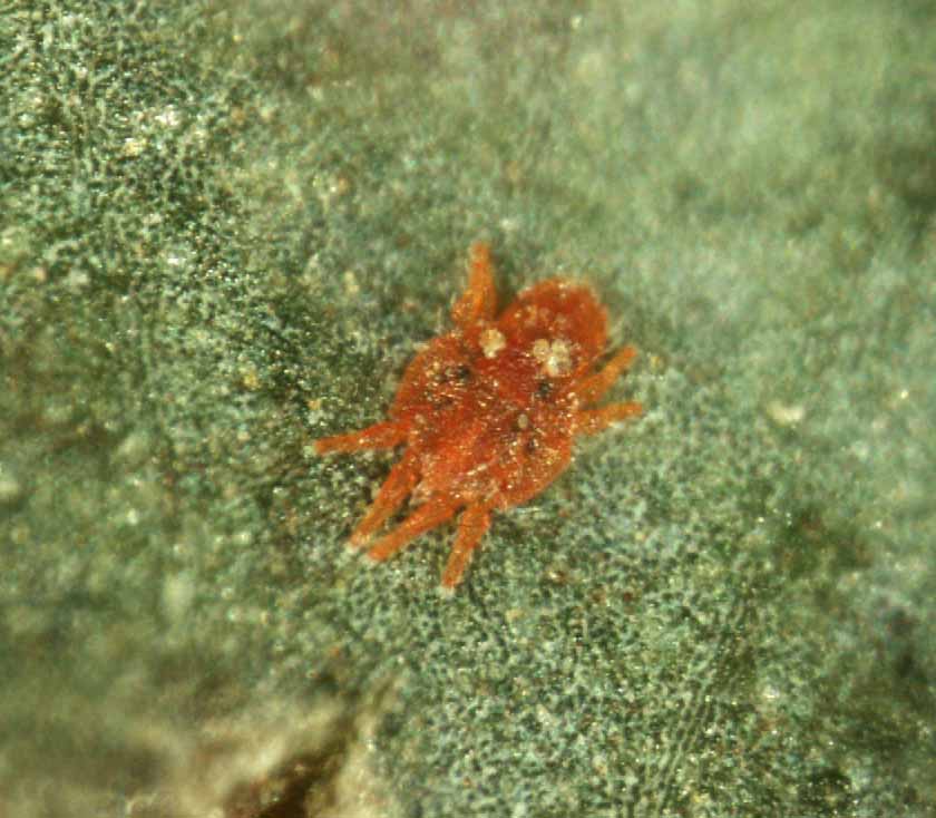            Fig. 9.   Tenuipalpus  sp. female   live.   