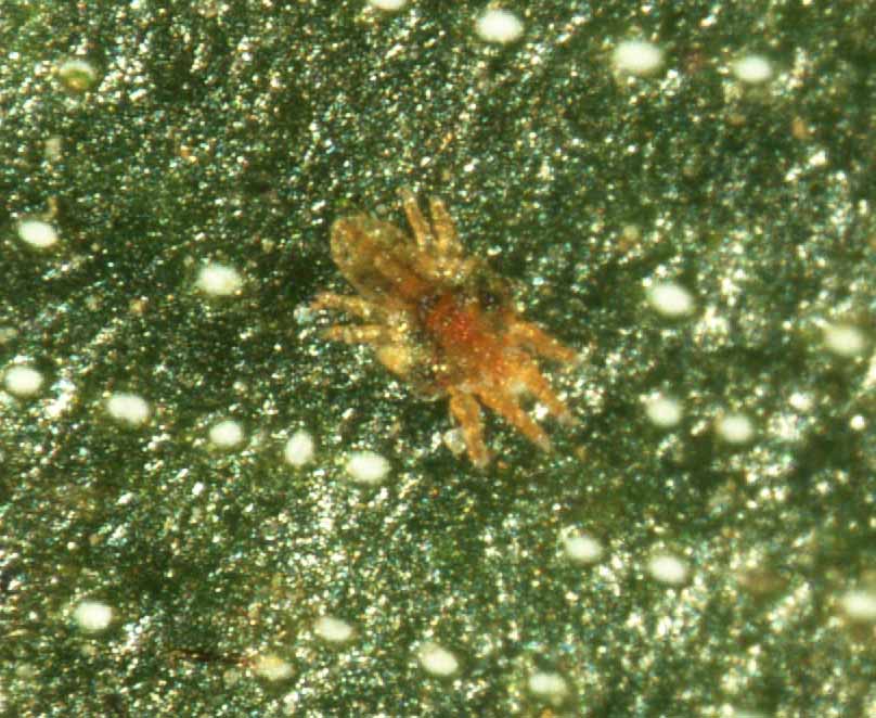            Fig. 10.   Tenuipalpus  sp. female   live.   