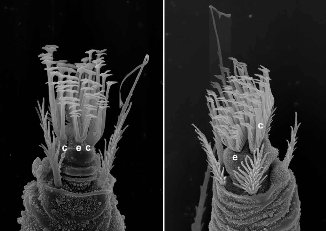            Fig. 7.   Tenuipalpus   pacificus    female, claws (c) and empodium (e) pad-like.   