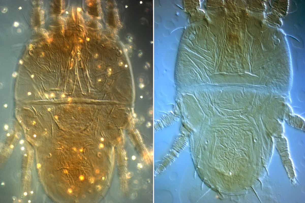            Fig. 1.   Tenuipalpus pacificus  female dorsum (specimen on left   = holotype).   