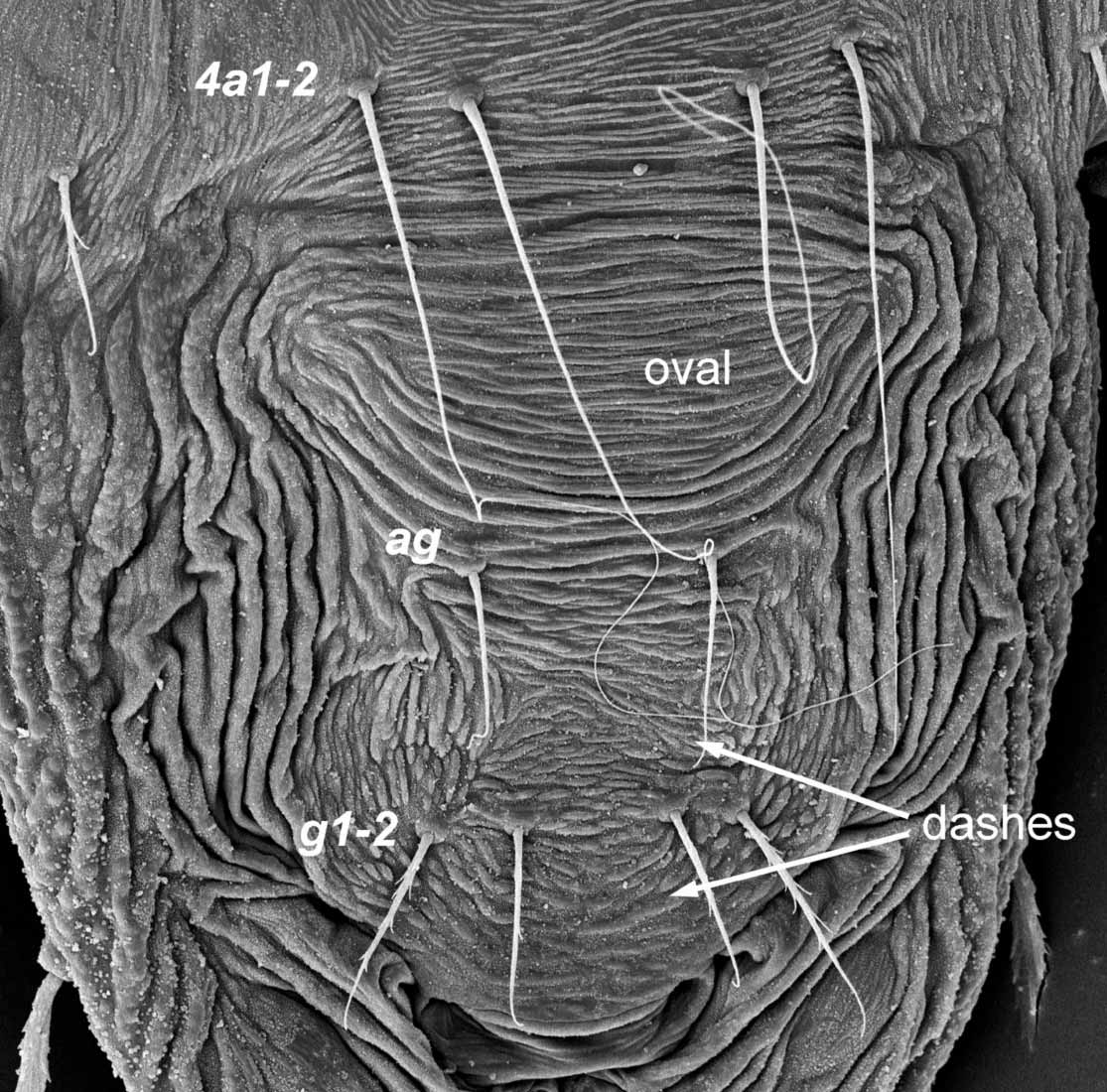            Fig. 8.   Tenuipalpus pacificus  female posterior venter (image:   Gary Bauchan, USDA-ECMU).   