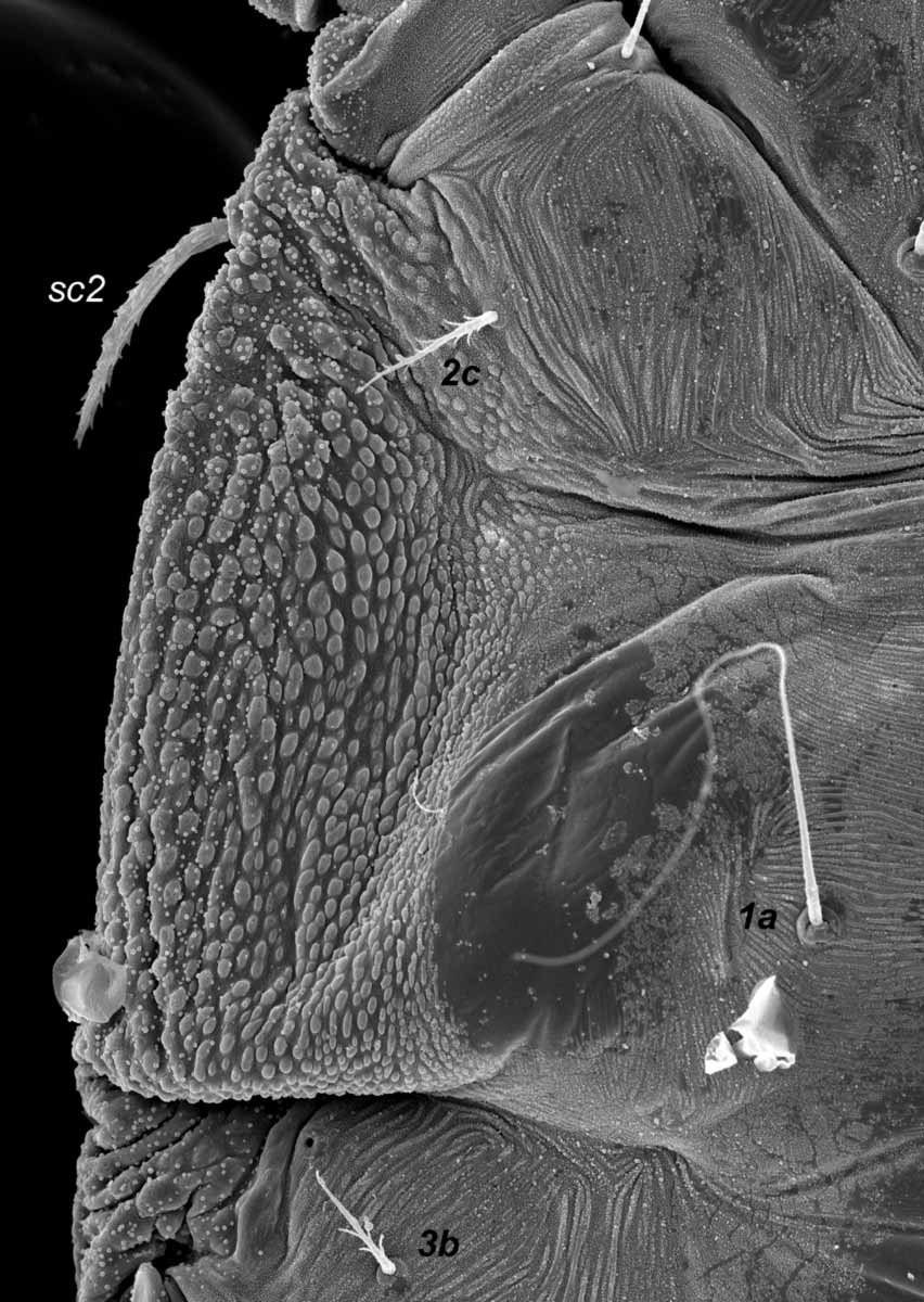            Fig. 10.   Tenuipalpus pacificus  adult female ventral lateral   cuticle (image: Gary Bauchan, USDA-ECMU).   