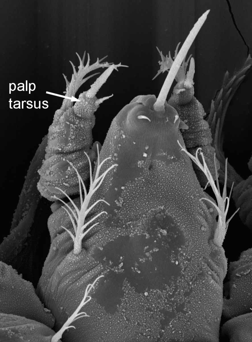            Fig. 12.   Tenuipalpus pacificus  female ventral hypostome,   indicating palp (images: Gary Bauchan, USDA-ECMU).   