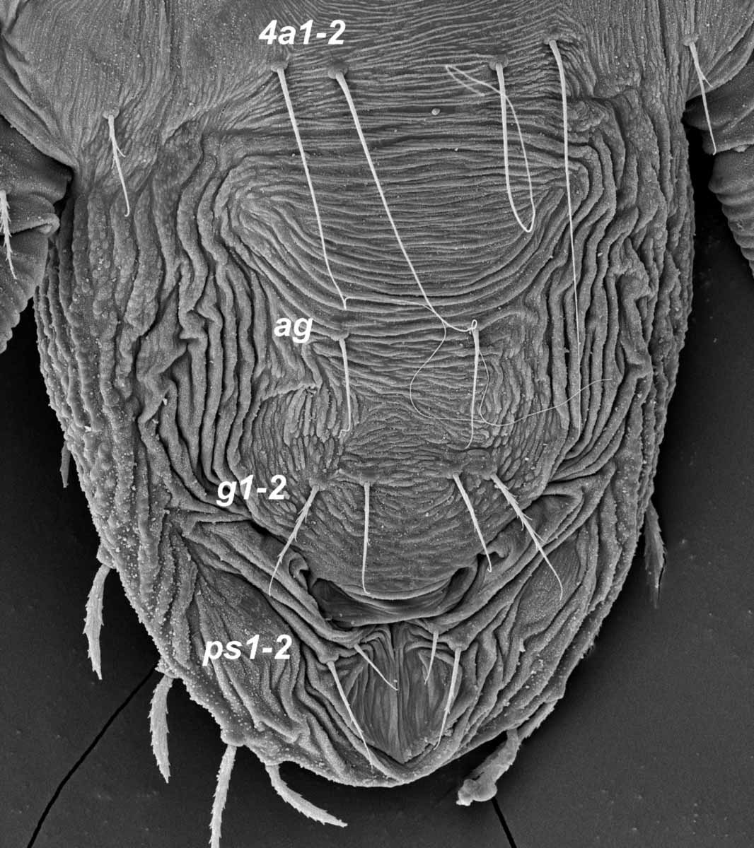            Fig. 6.   Tenuipalpus pacificus  female   posterior venter (image: Gary Bauchan, USDA-ARS).   