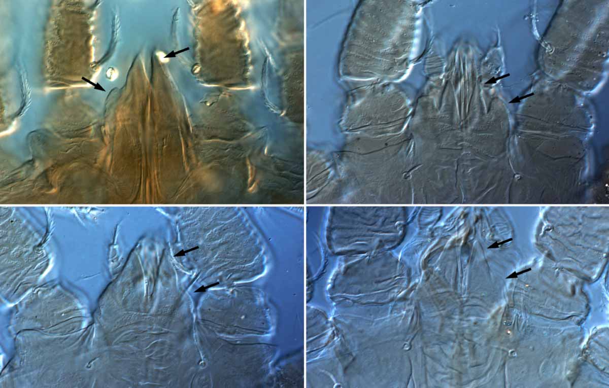            Fig. 13.   Tenuipalpus pacificus  female - anterior   projection on anterior margin of prodorsum (top left = holotype)   (arrows indicate central fork and lateral bump).   
