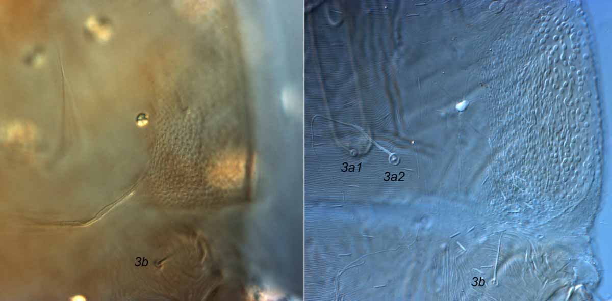            Fig. 9.   Tenuipalpus pacificus  female ventral   lateral cuticle pattern, anterior to coxae III (left =   holotype).   