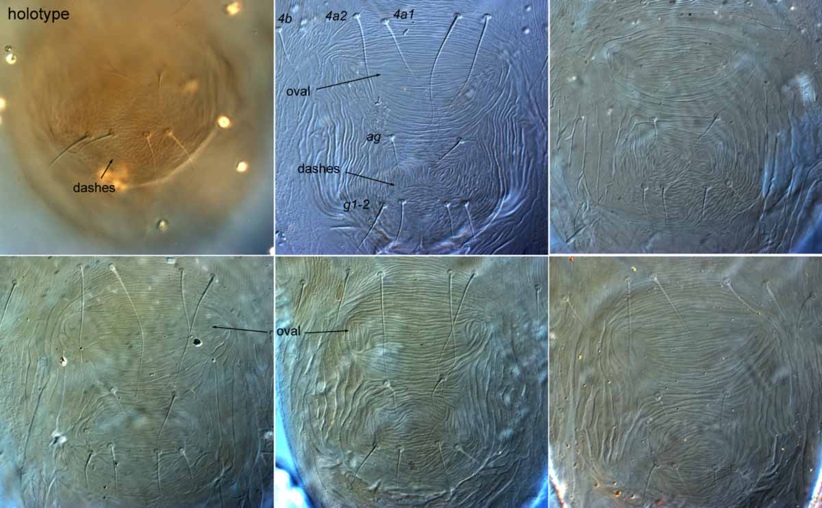            Fig. 6.   Tenuipalpus pacificus  female posterior   venter (top left = holotype).   