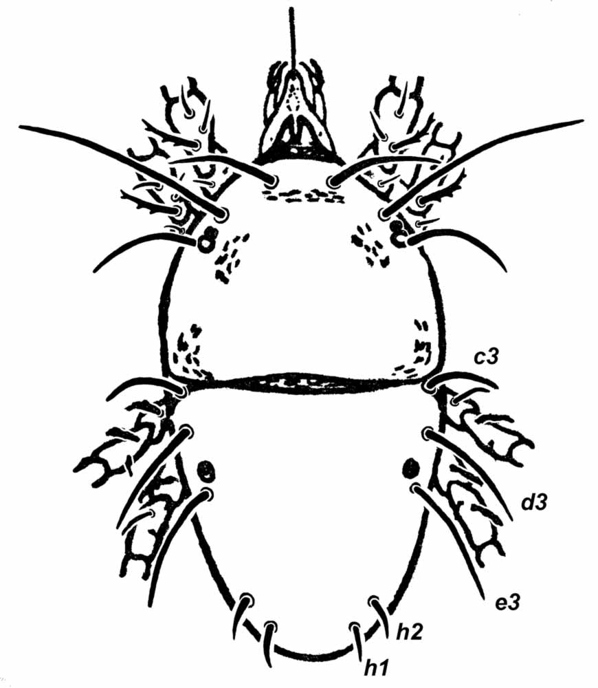            Fig. 1.   Terminalichus karachiensis  female   dorsum (after Anwarullah amp; Khan 1973).   