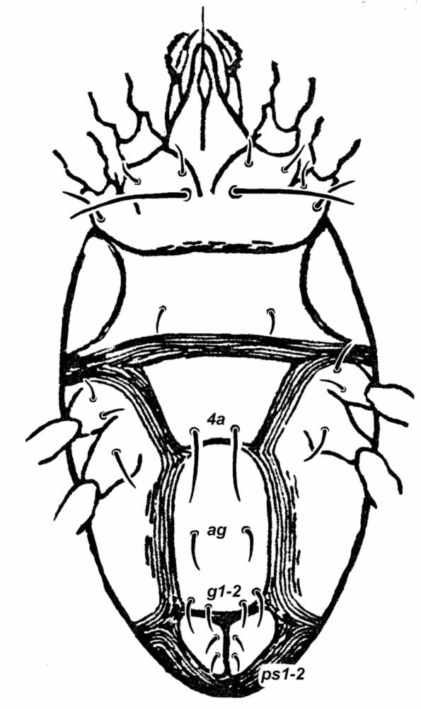            Fig. 5.   Terminalichus karachiensis  female   venter (after Anwarullah amp; Khan 1973).   