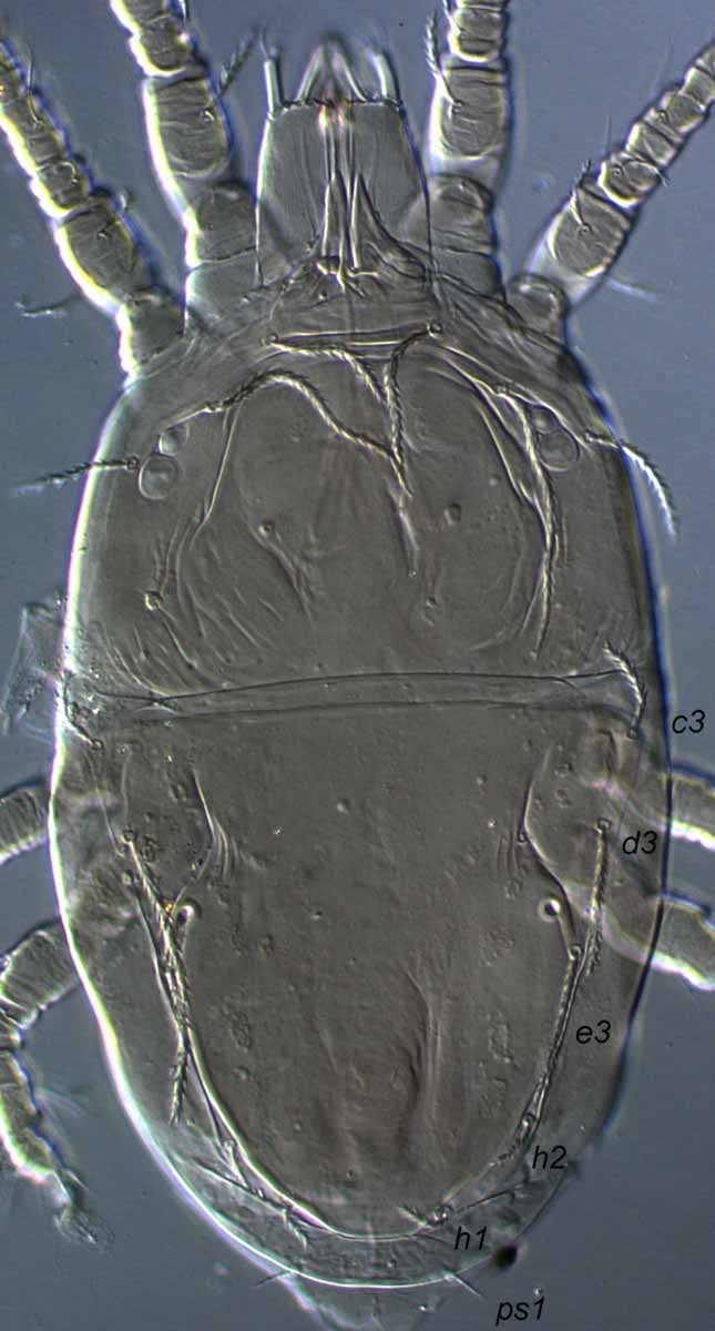            Fig. 2.   Terminalichus  sp. female dorsum.      
