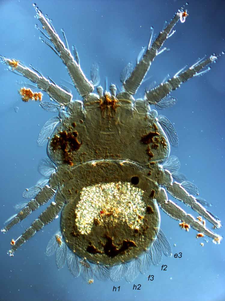            Fig. 1.   Ultratenuipalpus  sp. adult female   dorsum.   