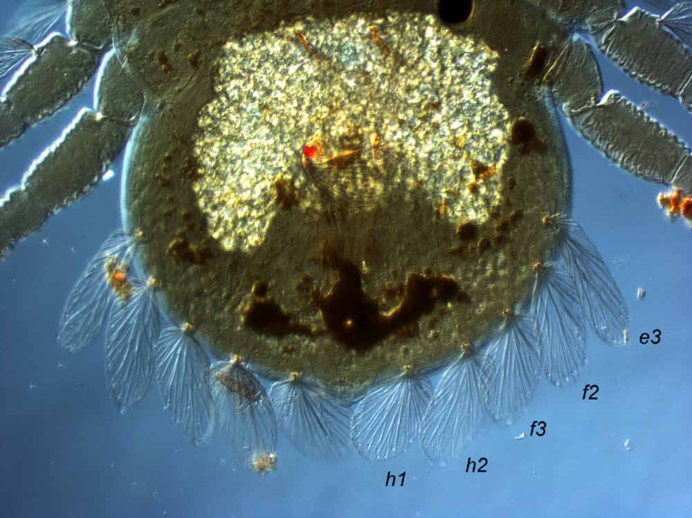            Fig. 2.   Ultratenuipalpus  sp. adult female   posterior dorsum.   