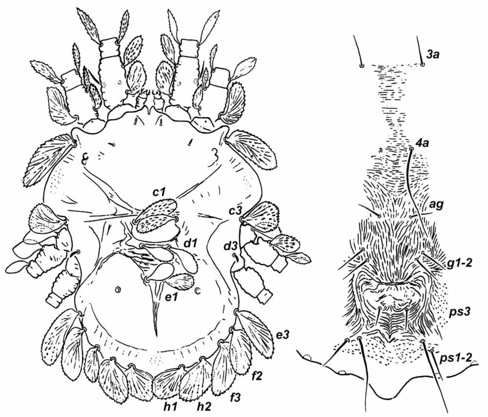            Fig. 3.   Ultratenuipalpus meekeri  female,   dorsum and venter with detail of genital region (after Baker amp; Tuttle   1987).   