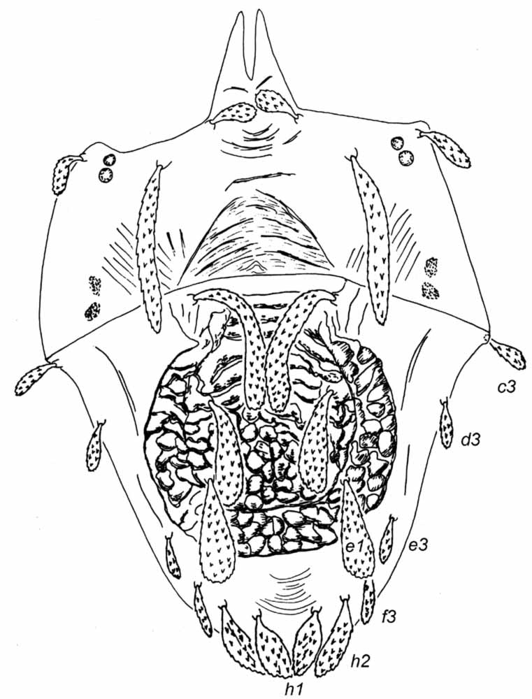            Fig. 4.   Ultratenuipalpus quadrisetosus  female   dorsum (after Meyer 1979).   