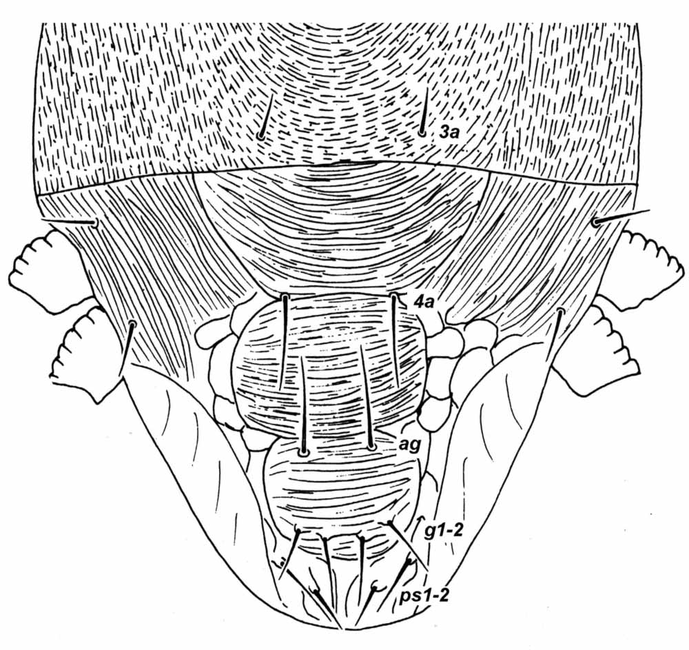            Fig. 5.   Ultratenuipalpus quadrisetosus  female   venter, with detail of genital region (after Meyer   1979).   