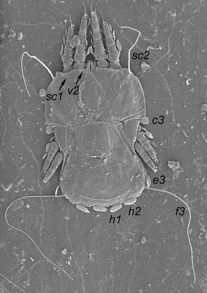           Fig. 2.   Urigersonus bunyai  female dorsum   (image: Gary Bauchan, USDA-ARS).   