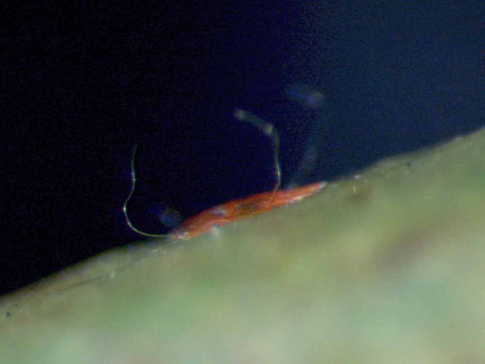            Fig. 4.   Urigersonus bunyai  female   live.   