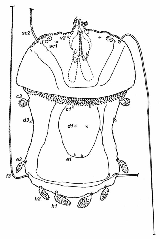            Fig. 1.   Urigersonus bunyai  female dorsum   (after Smiley amp; Gerson 1995).   