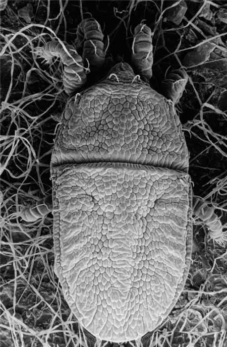            Fig. 3.   Cenopalpus pulcher  female dorsum   (image: Eric Erbe, USDA).   