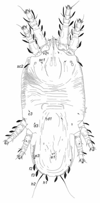            Fig. 1.   Acaricis plana  female   dorsum   