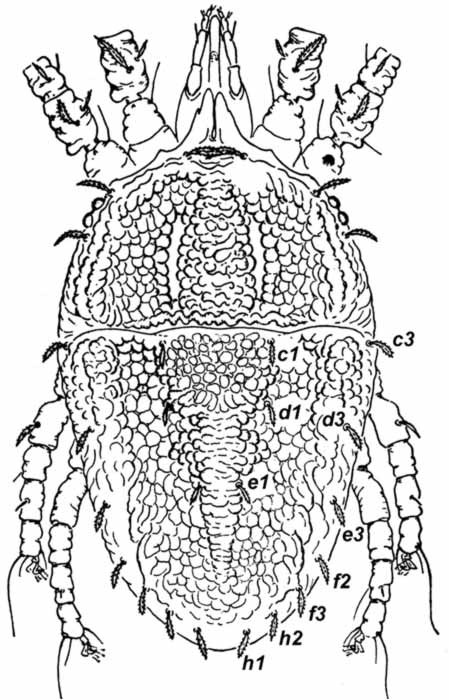            Fig. 2.   Brevipalpus colpodes  female dorsum   (after Pritchard amp; Baker 1958).   
