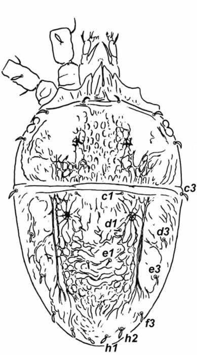            Fig. 1.   Brevipalpus phoenicis  sensu lato   female dorsum (after Baker amp; Tuttle 1987).   