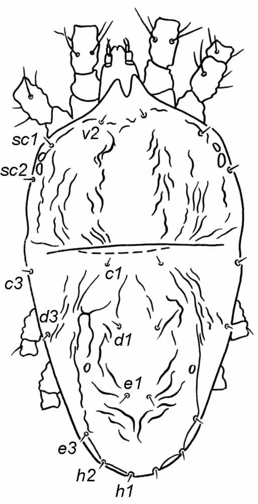            Fig. 1.   Amblypalpus narsikulovi  female dorsum   (after Mitrofanov amp; Strunkova 1978).   