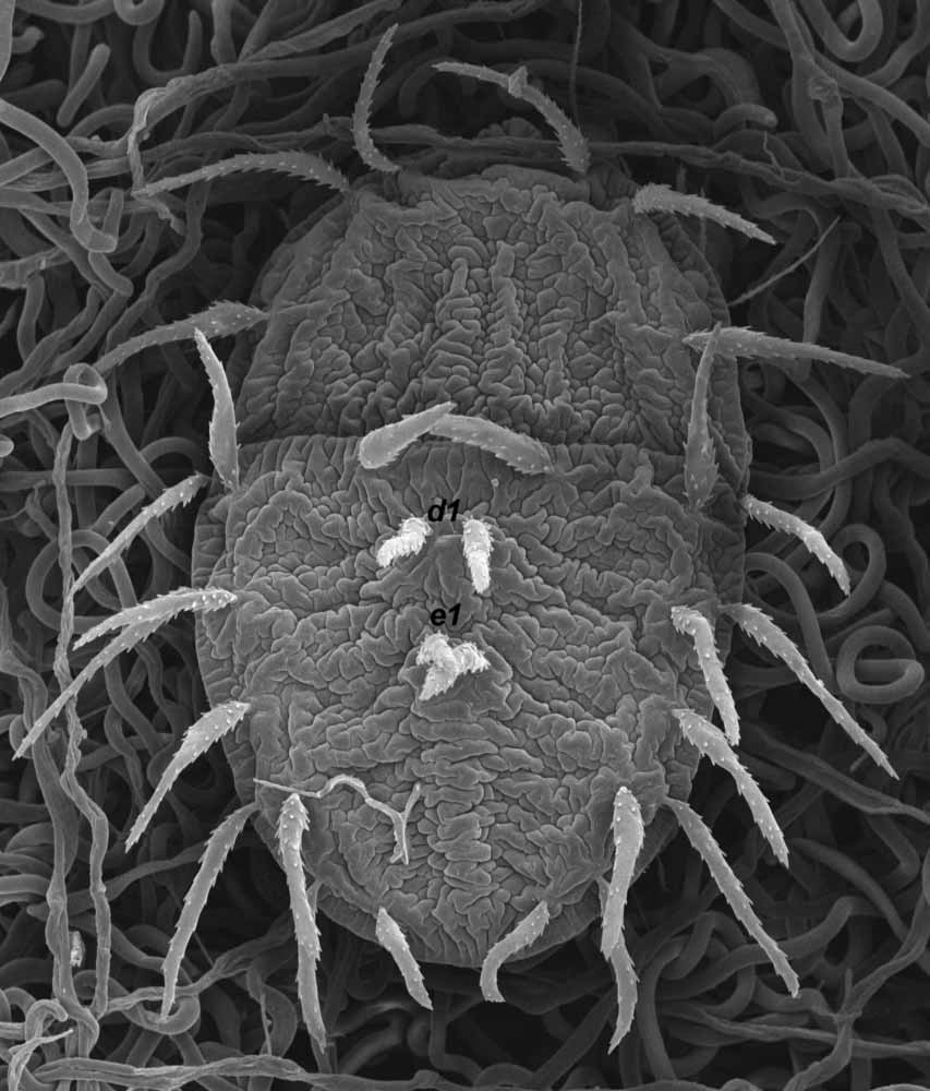            Fig. 1.   Australopalpus alphitoniae  female   dorsum (image: Gary Bauchan, USDA-ARS).   