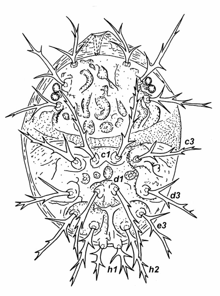           Fig. 1.   Krugeria ramosa  female dorsum (after   Meyer 1979).   