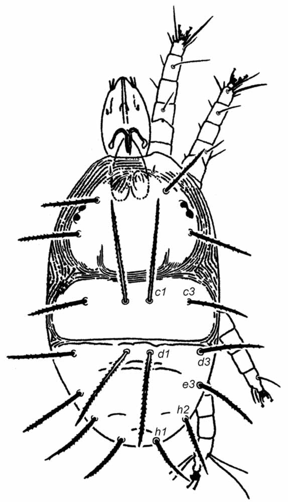            Fig. 1.   Obduloides rajamohani  female dorsum   (after Baker amp; Tuttle 1975).   