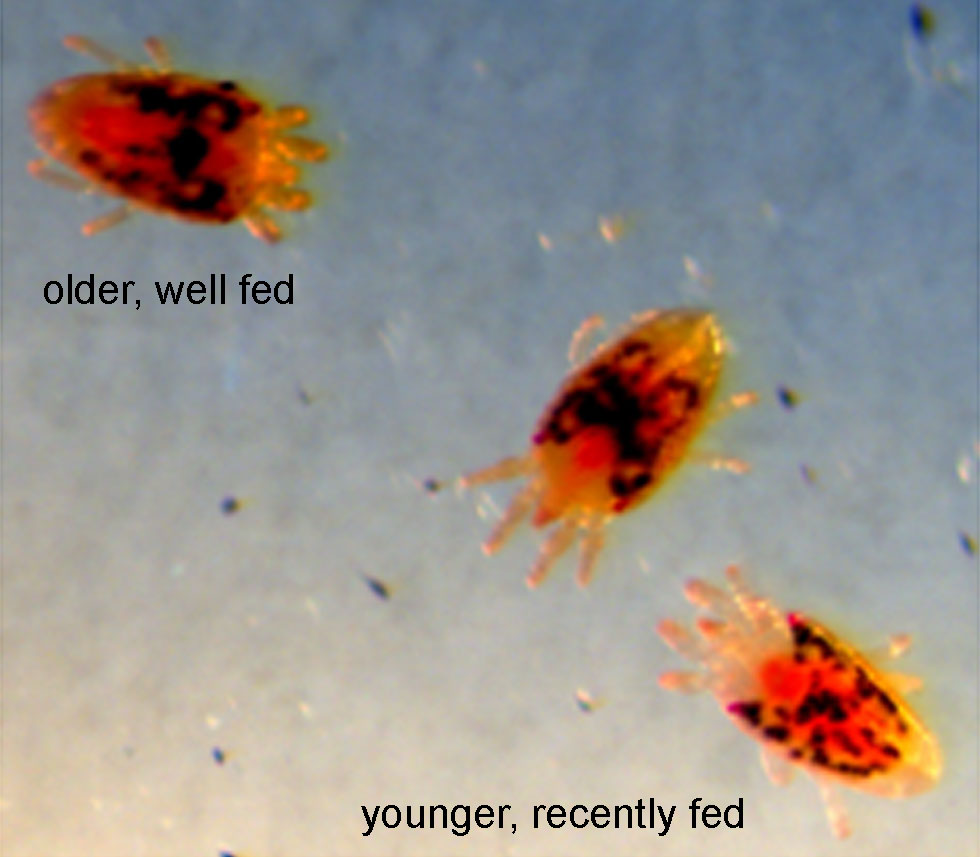 Figure 1: Brevipalpus females