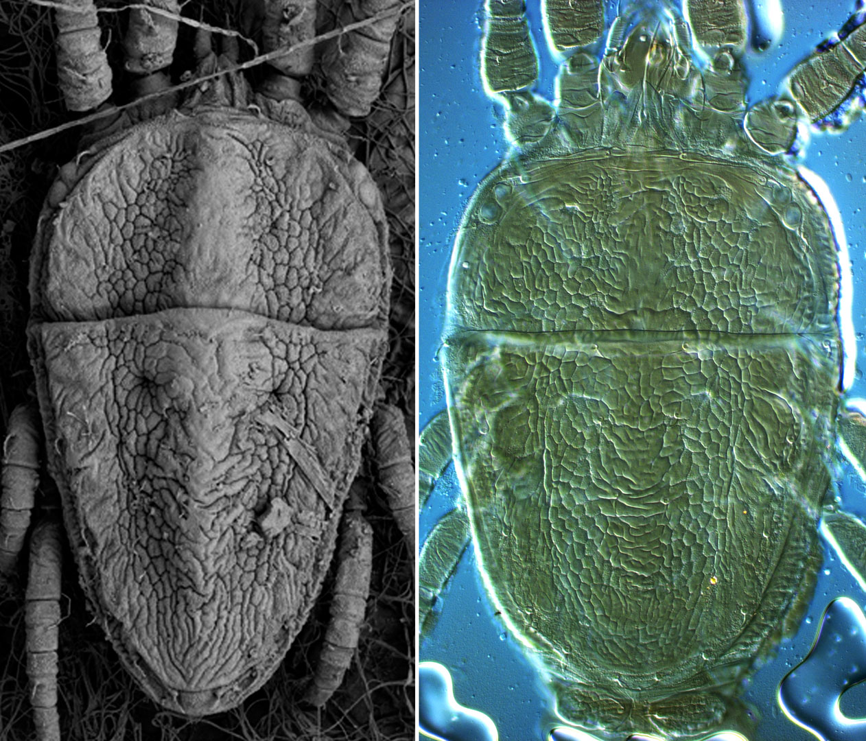Figure 2a (left): furrows visible in LTSEM image, Figure 2b (right) 3-D sculpturing lost during slide mounting