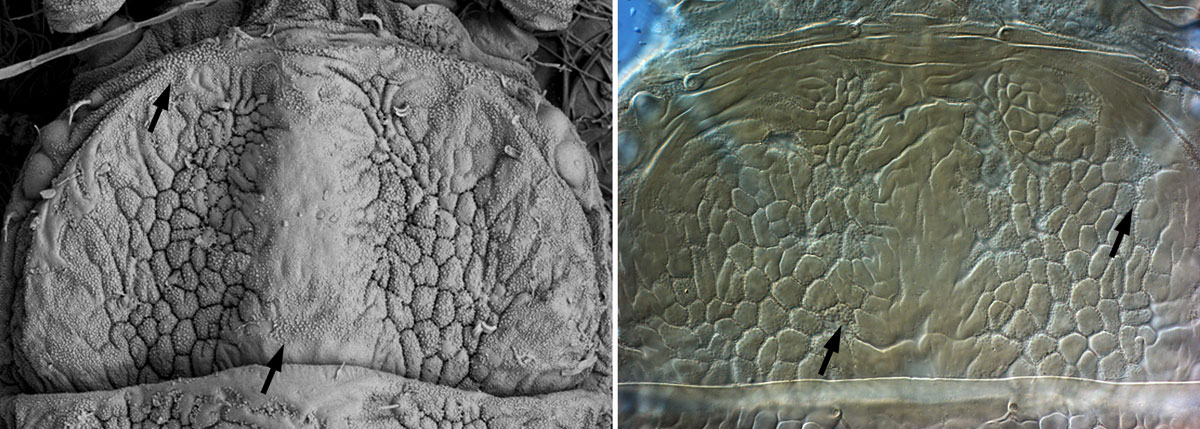 Figure 3a (left): reticulate sculpturing visible in LTSEM image, Figure 3b (right) 3-D sculpturing altered during slide mounting
