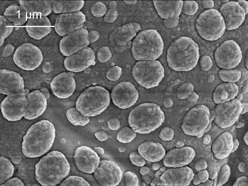 Figure 6: cuticular microplates