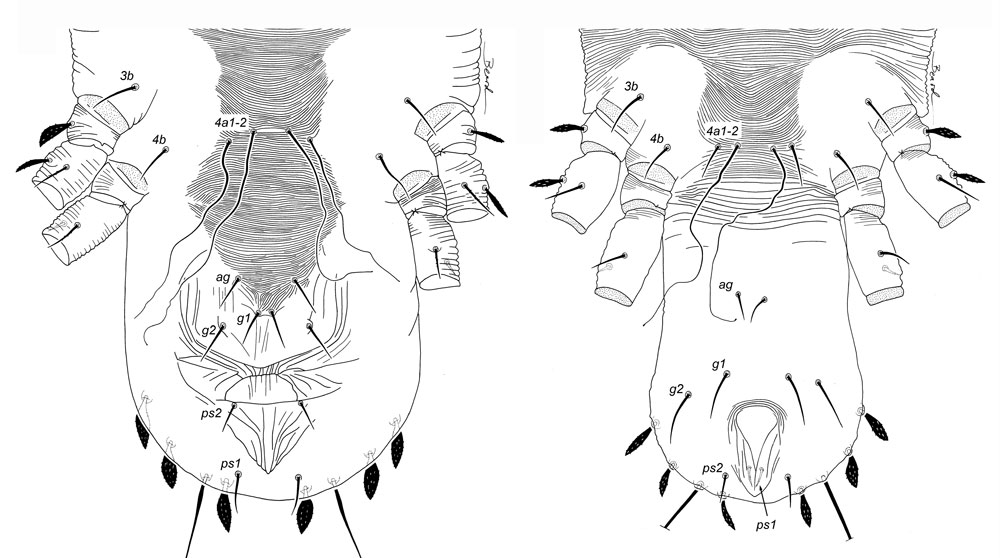 Figure 12: female (a) and male (b) Acaricis posterior venter